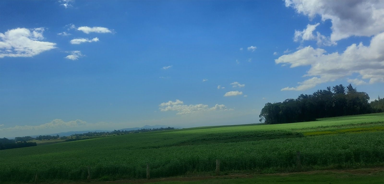 NT Organic solar and farming in Laikipia